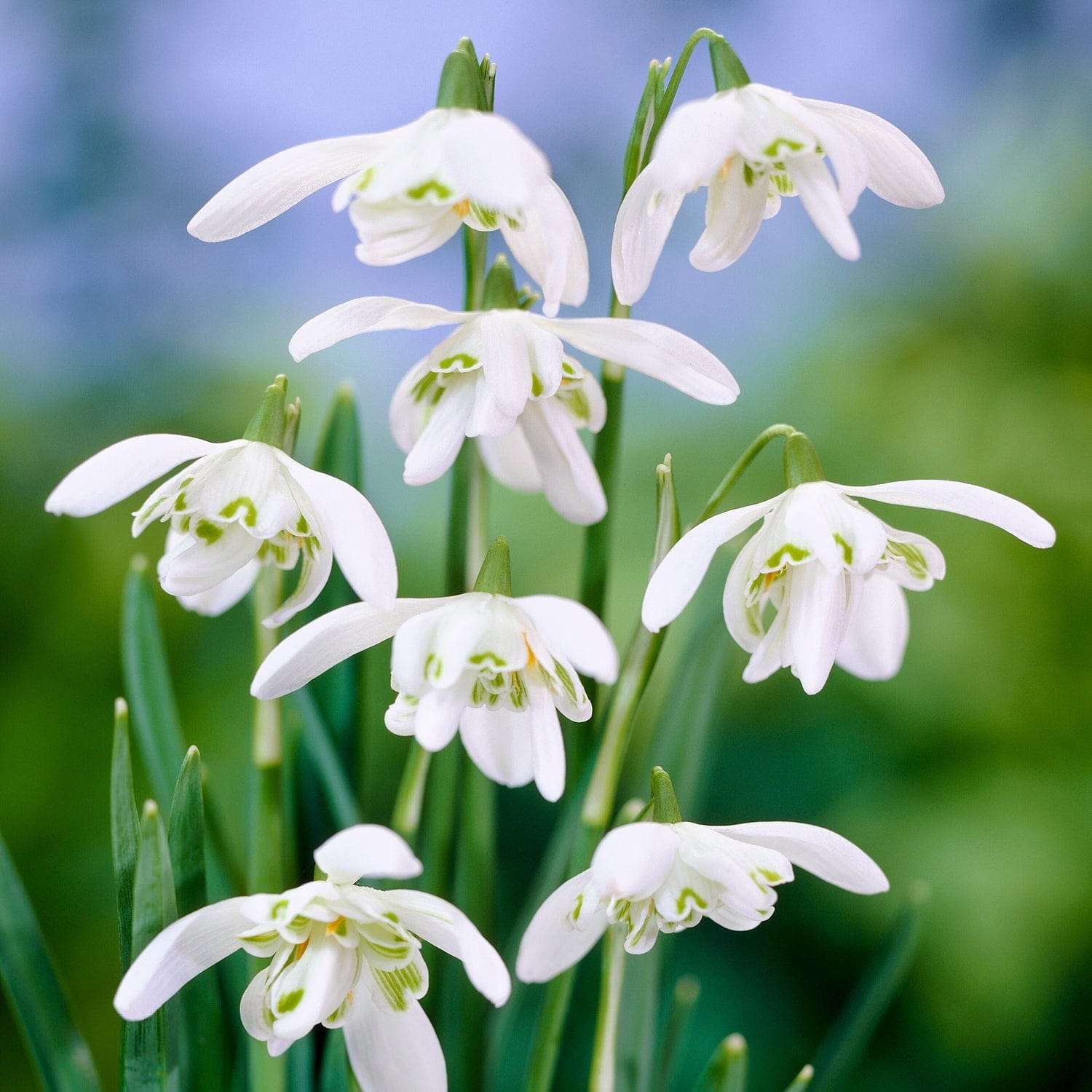 Schneeglöckchen (Galanthus) 'Flore Pleno' - Vintergæk